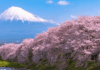Japan Cherry Blossom Front
