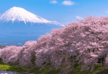 Japan Cherry Blossom Front
