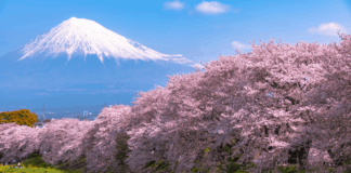 Japan Cherry Blossom Front