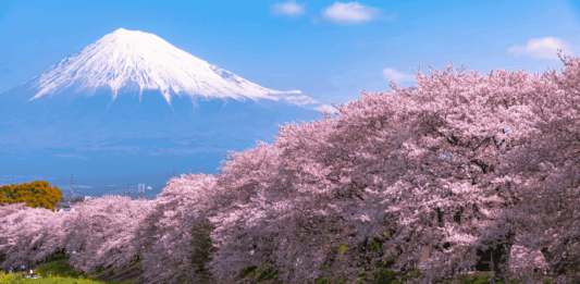 Japan Cherry Blossom Front
