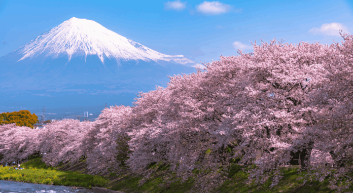 Japan Cherry Blossom Front